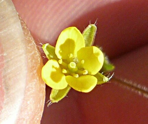 High Resolution Tropidocarpum gracile Flower